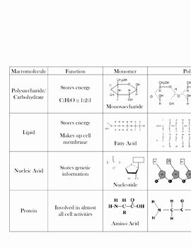 Macromolecules Worksheet Answer Key Best Of Macromolecule Chart Biomolecules