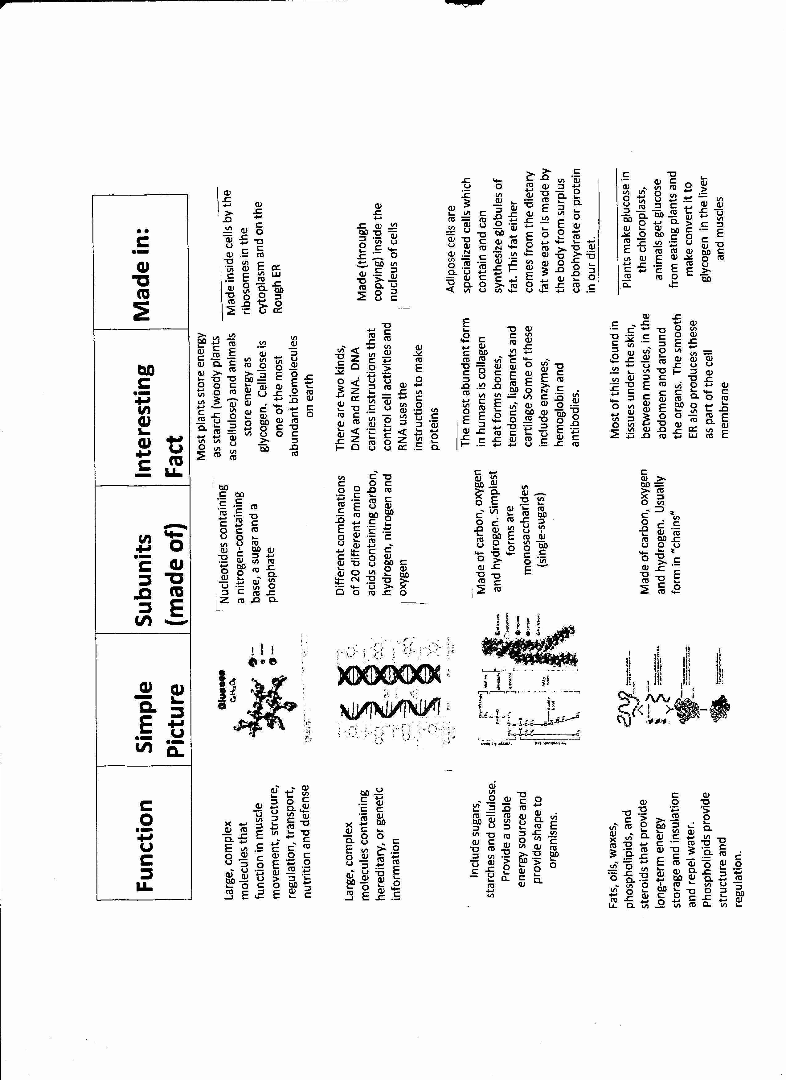 Macromolecules Worksheet Answer Key Lovely 16 Best Of Macromolecules Coloring Worksheets and