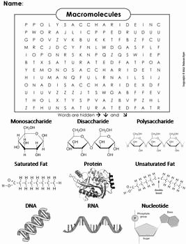 Macromolecules Worksheet High School Awesome Macromolecules Worksheet Word Search by Science Spot