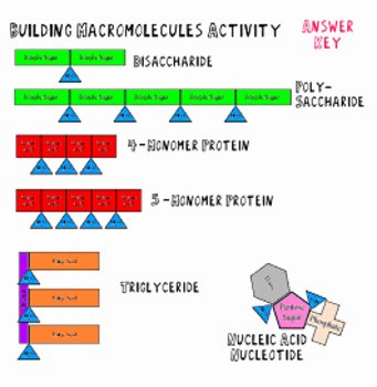 Macromolecules Worksheet High School Luxury Building Macromolecules Lab Activity Notes and Review