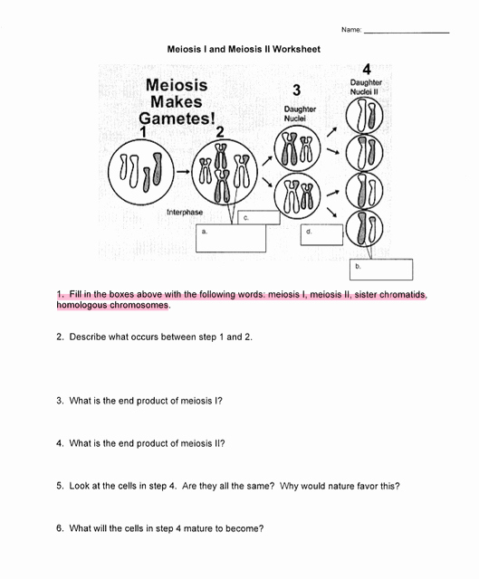 Meiosis Matching Worksheet Answer Key Fresh solved Fill In the Boxes with the Following Words