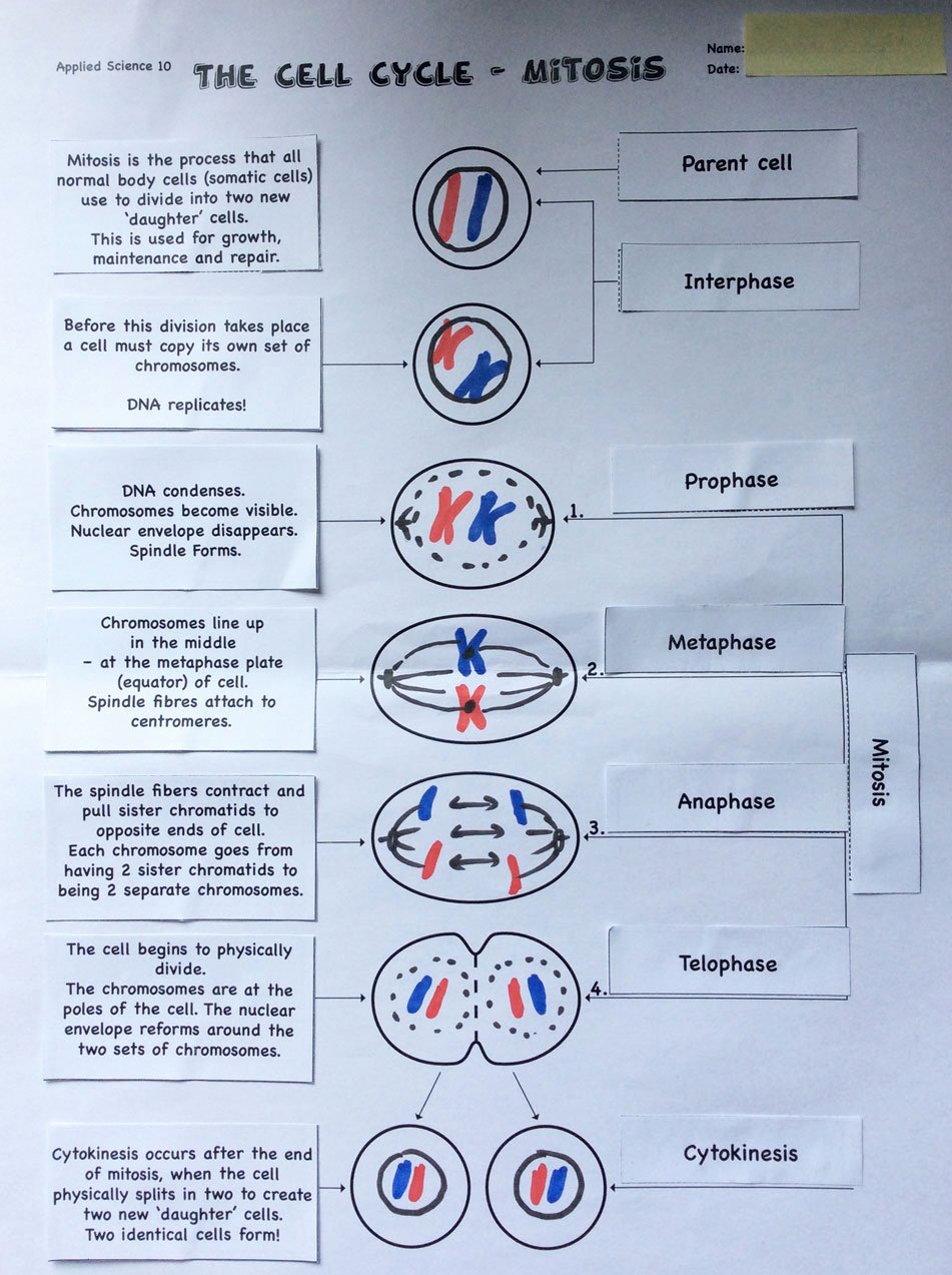 Meiosis Matching Worksheet Key