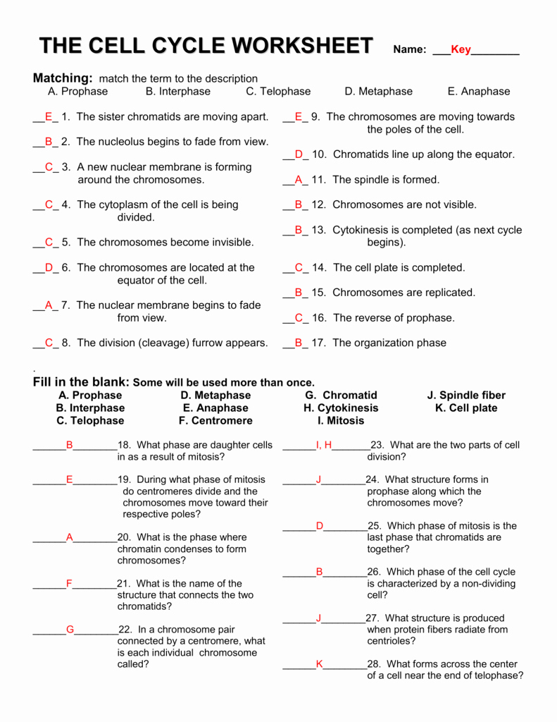 Meiosis Matching Worksheet Answer Key New the Cell Cycle Worksheet