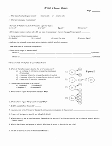 Meiosis Worksheet Vocabulary Answers Awesome Meiosis Review Worksheet