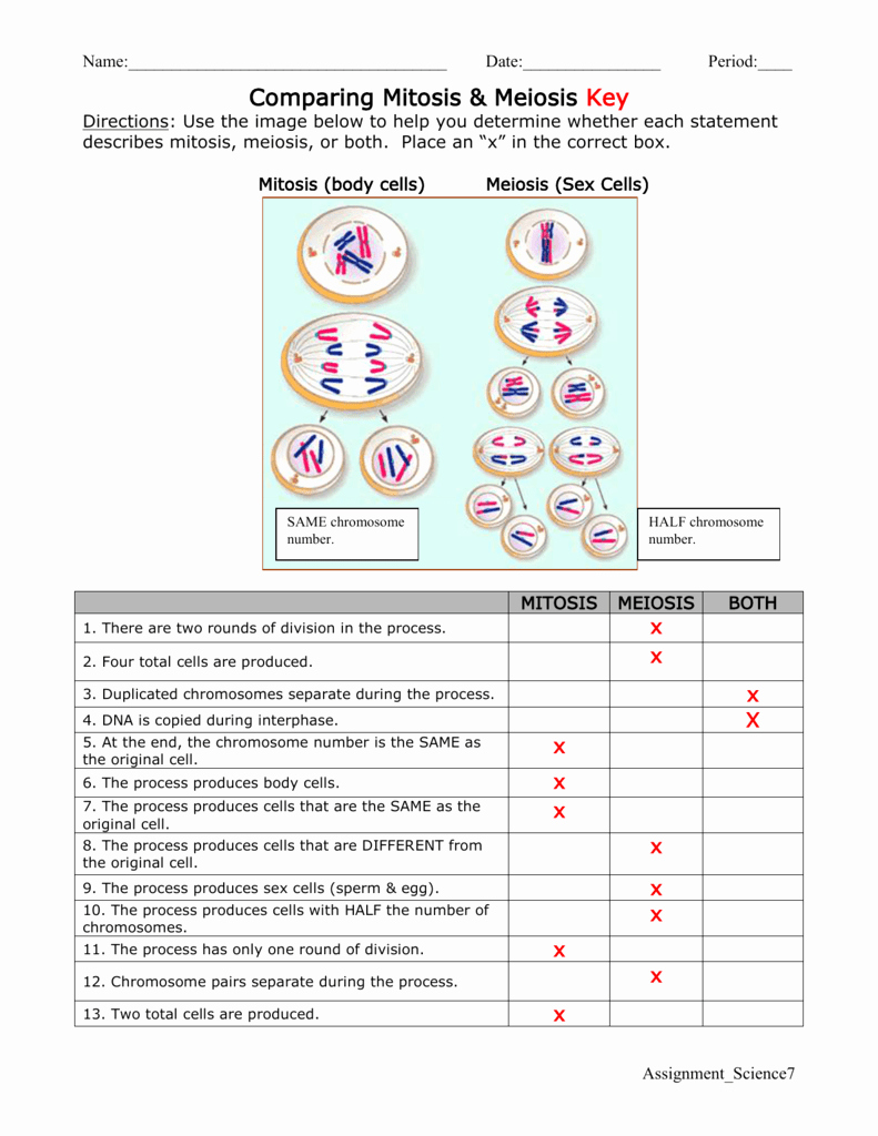 Meiosis Worksheet Vocabulary Answers Awesome Paring Mitosis &amp; Meiosis