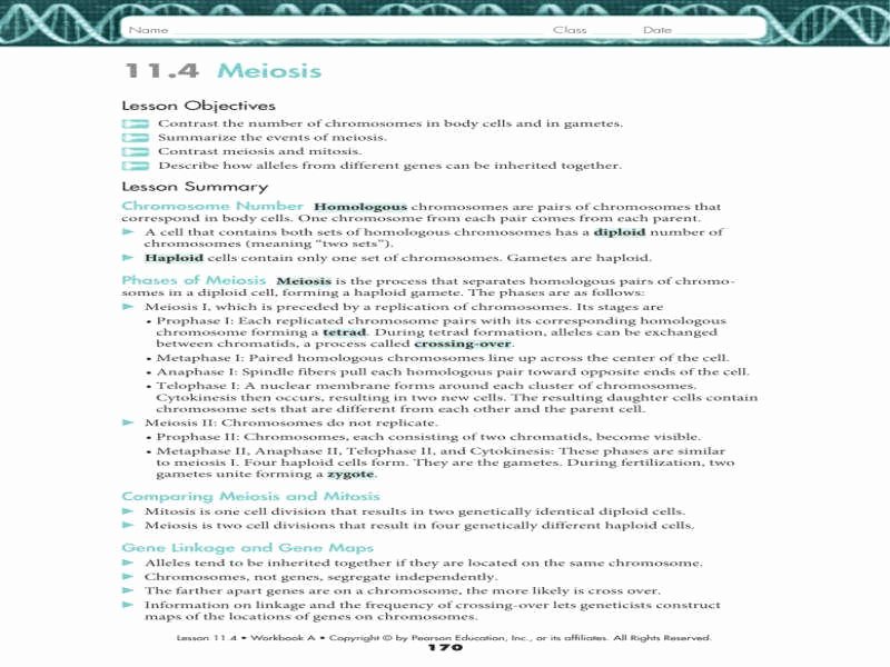 Meiosis Worksheet Vocabulary Answers Best Of Meiosis Review Worksheet