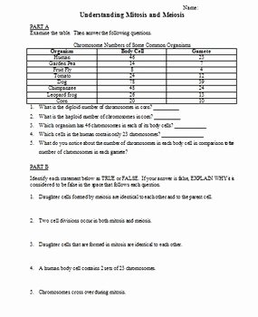Meiosis Worksheet Vocabulary Answers Elegant Understanding Mitosis and Meiosis by Biology Fun