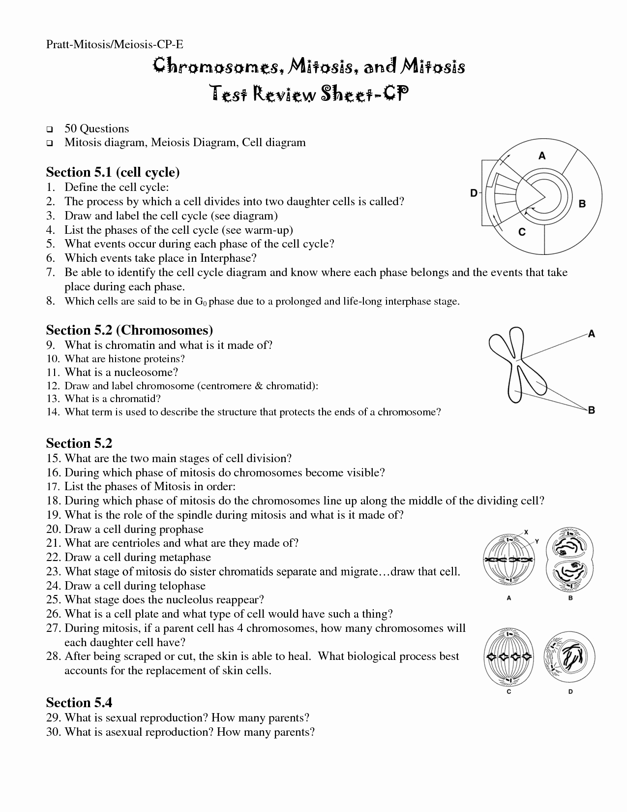 Meiosis Worksheet Vocabulary Answers Fresh 13 Best Of the Cell Cycle Worksheet Study Guide