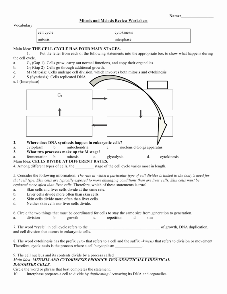 Meiosis Worksheet Vocabulary Answers Lovely Mitosis and Meiosis Review Worksheet