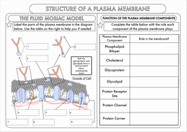 Membrane Structure and Function Worksheet Beautiful A Level Biology Cell Membrane Structure by Beckystoke