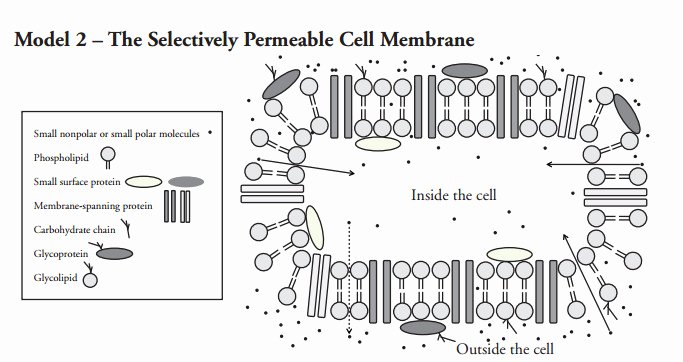 Membrane Structure and Function Worksheet Beautiful Cell Membrane and tonicity Worksheet