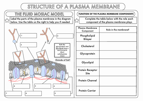 Membrane Structure and Function Worksheet Inspirational A Level Biology Cell Membrane Structure by Beckystoke