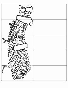 Membrane Structure and Function Worksheet Lovely Eukaryotic Cell Structure and Function Chart Google