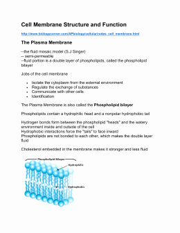 Membrane Structure and Function Worksheet Luxury Cell Membrane Answer Key