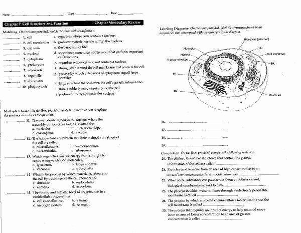 Membrane Structure and Function Worksheet New Cell Structure Worksheet