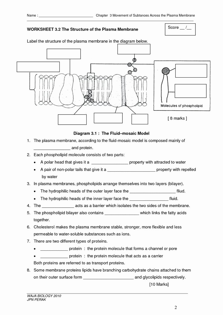 Membrane Structure and Function Worksheet Unique 24 Best Plasma Membrane Cell Transport Homeostasis Images