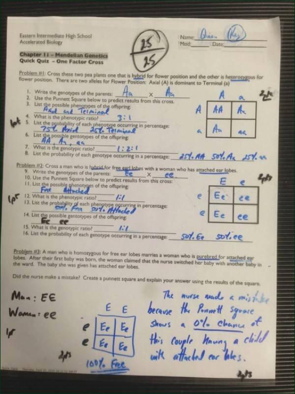 50 Mendelian Genetics Worksheet Answer Key