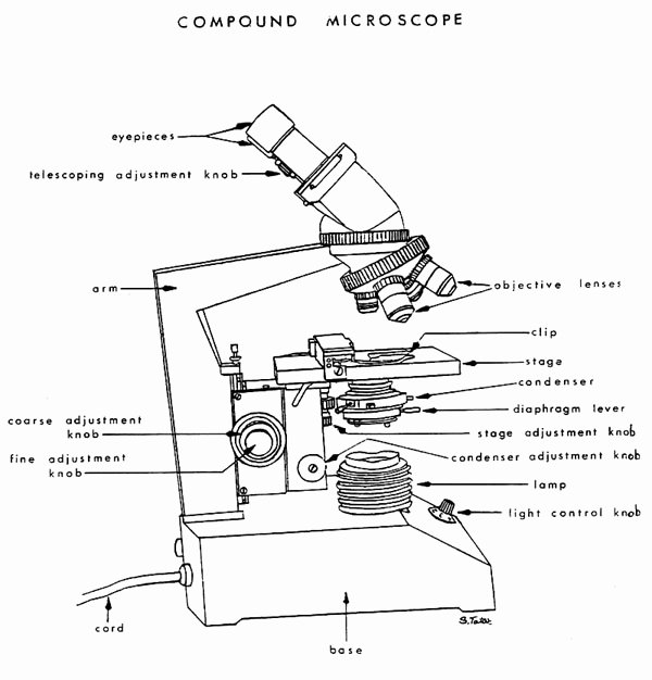 Microscope Parts and Use Worksheet Awesome 11 Best Of Light Microscope Diagram Worksheet
