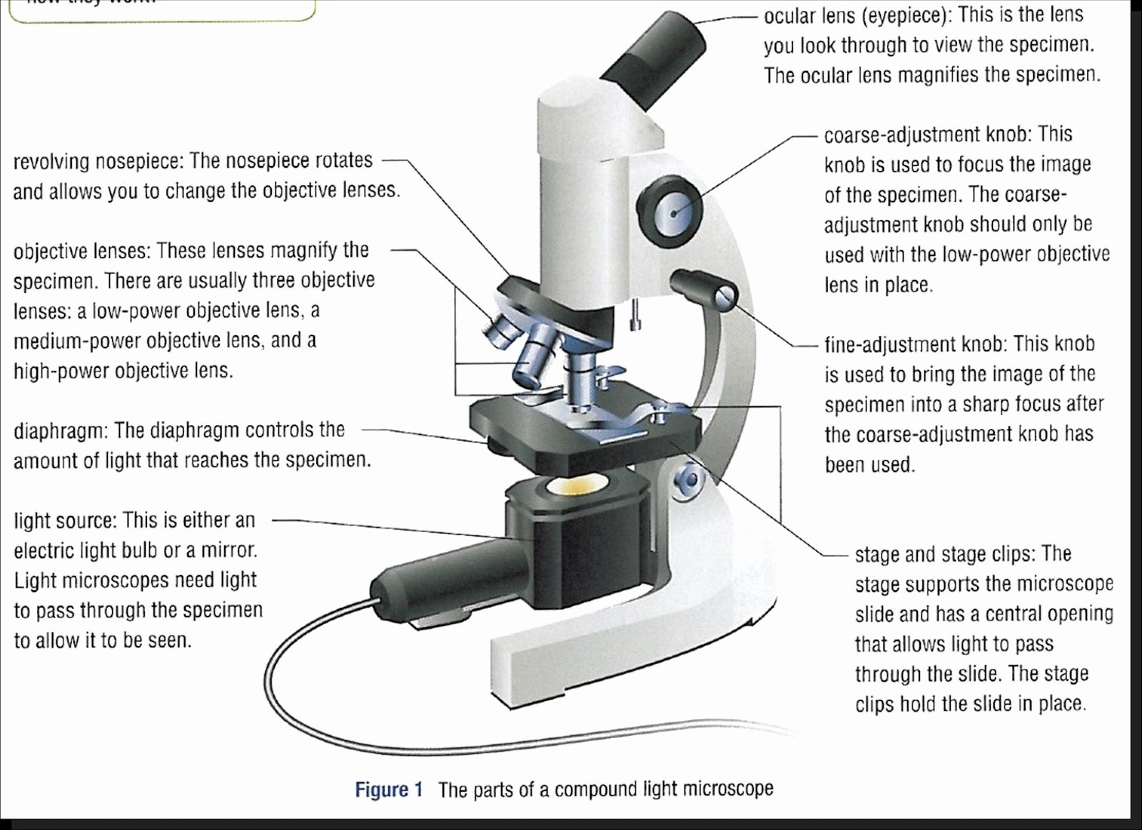 Microscope Parts and Use Worksheet Awesome Diagrams Of Microscope