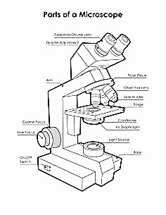 Microscope Parts and Use Worksheet Awesome Microscope Drawing and Label at Getdrawings