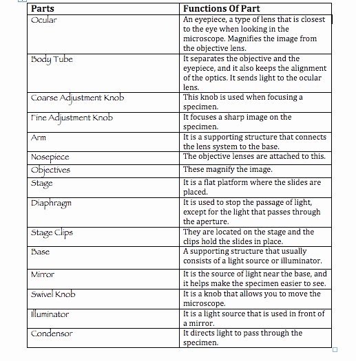 Microscope Parts and Use Worksheet Best Of Microscope Parts and Functions Worksheet the Best