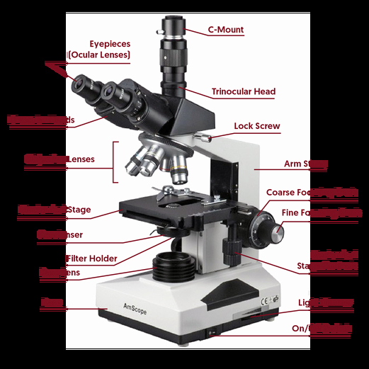 Microscope Parts and Use Worksheet Inspirational Microscope Skills Kaiserscience