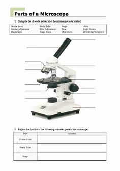 Microscope Parts and Use Worksheet New Labeling Parts A Microscope Worksheet Parts Of A