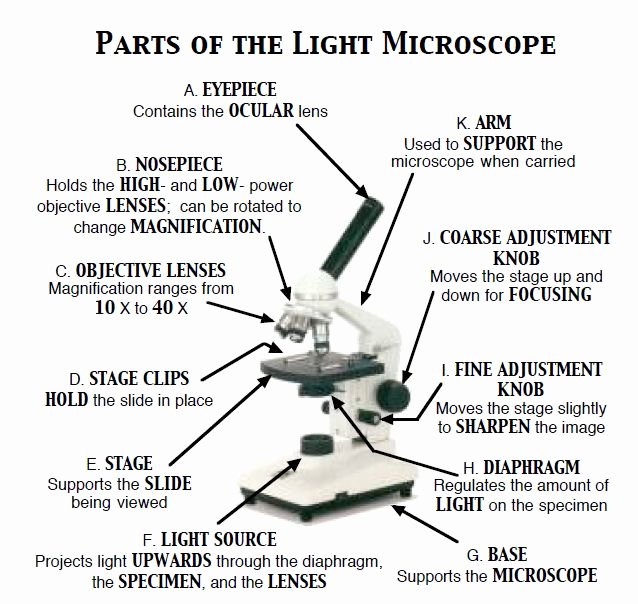 Microscope Parts and Use Worksheet New September 2014 Mrs Holbrook S Science Classes