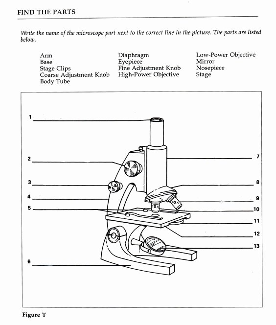 Microscope Parts and Use Worksheet New Worksheets Microscopes Science Pinterest