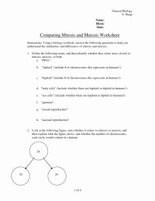 Mitosis Vs Meiosis Worksheet Answers Lovely Mitosis Versus Meiosis Worksheet Answers