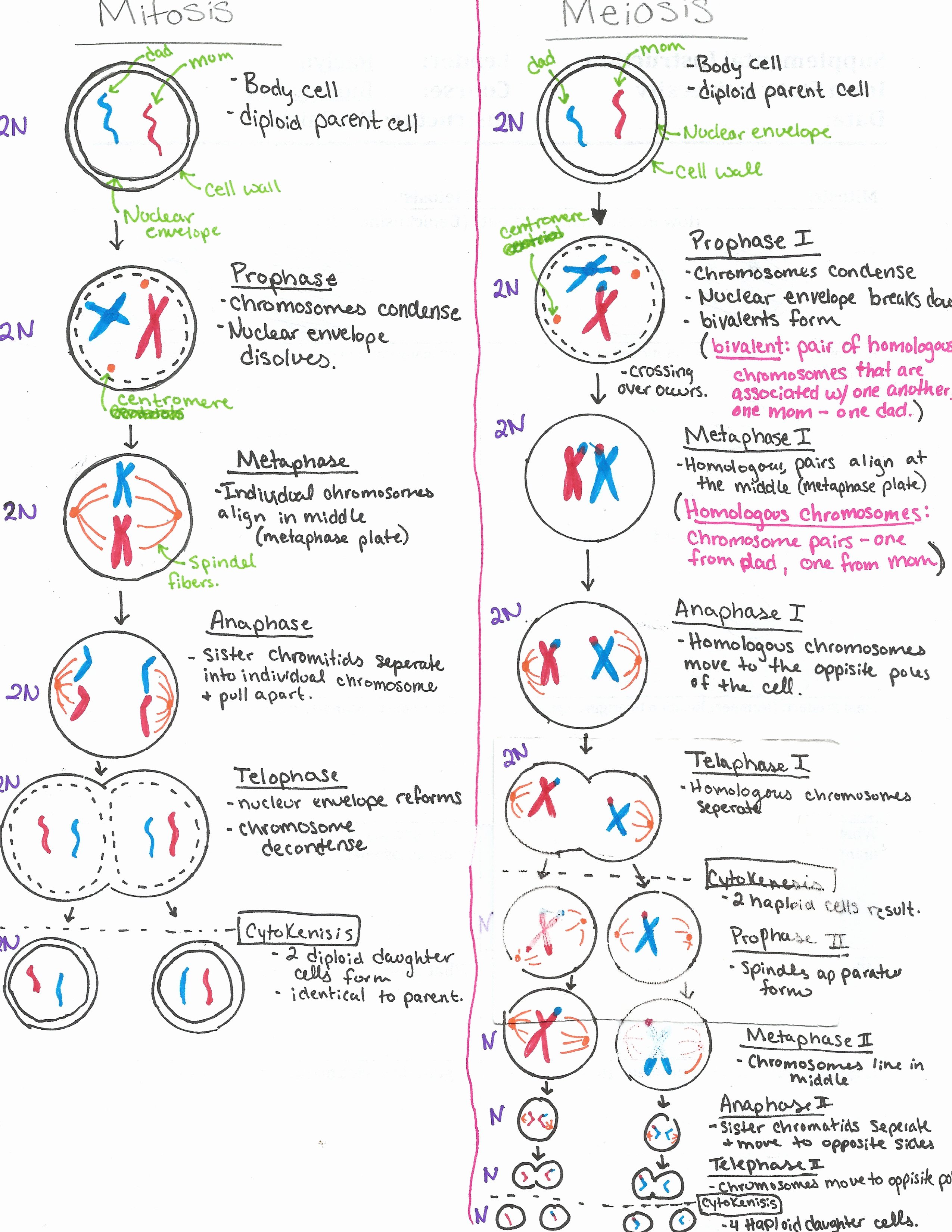 Mitosis Vs Meiosis Worksheet Answers Lovely Mitosis Vs Meiosis Revision Cards In A Level and Ib Biology