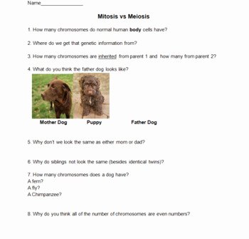 Mitosis Vs Meiosis Worksheet Answers Unique Meiosis Vs Mitosis Lesson Notes Worksheet Review