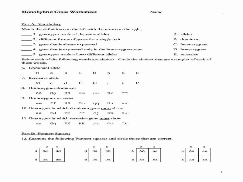 Monohybrid Cross Worksheet Answers New Dihybrid Cross Worksheet Answers