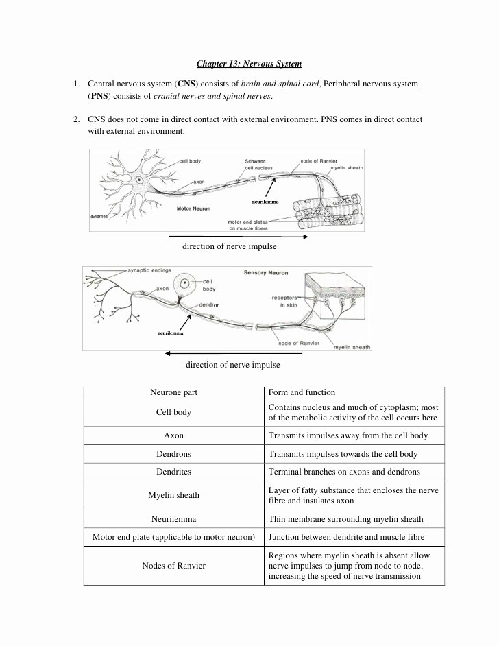 Nervous System Worksheet High School Beautiful Biology Chapter 11 15 Excretion Homeostasis Nervous