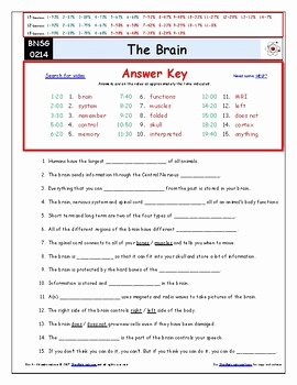 Nervous System Worksheet High School Beautiful Differentiated Video Worksheet Quiz &amp; Ans for Bill Nye