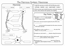 Nervous System Worksheet High School Beautiful Edexcel A2 Structure Of the Neurone by Lindseycc139