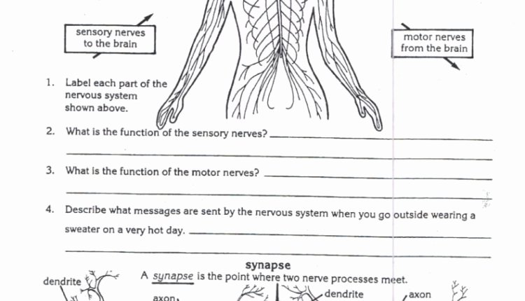 Nervous System Worksheet High School Elegant Awesome Worksheets Nervous System for Grade Kids Home