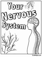 Nervous System Worksheet High School Fresh Nervous System Worksheet Coloring Page From Anatomy