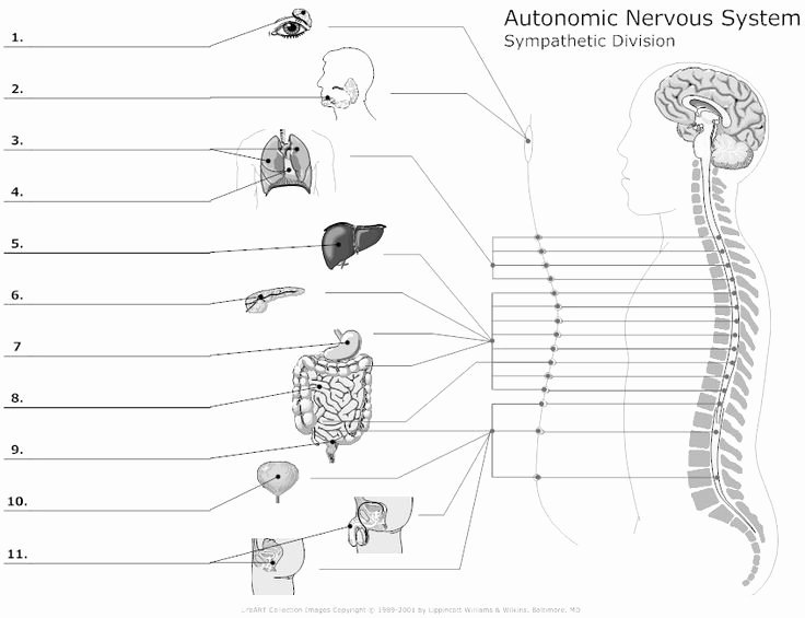 Nervous System Worksheet High School Inspirational 81 Best Nervous System Images On Pinterest