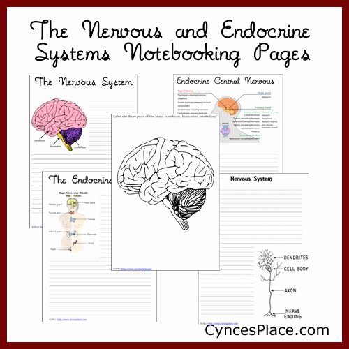 Nervous System Worksheet High School Inspirational Free Nervous System Notebooking Pages