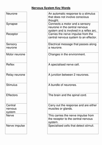 Nervous System Worksheet High School Inspirational Nervous System Key Words Worksheet by Bobfrazzle