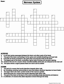 Nervous System Worksheet High School Inspirational Nervous System Worksheet Crossword Puzzle by Science Spot