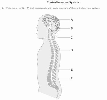 Nervous System Worksheet High School Inspirational Nervous System Worksheet Pack with Diagrams by Help