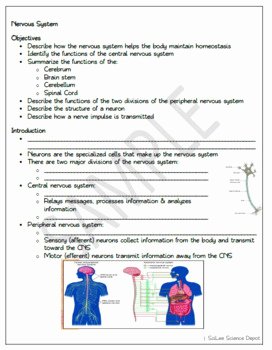 Nervous System Worksheet High School Lovely Nervous System Powerpoint Student Guided Notes and