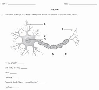 Nervous System Worksheet High School Lovely Nervous System Worksheet Pack with Diagrams by Help