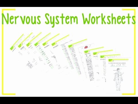 Nervous System Worksheet High School Lovely Worksheets About the Nervous System 1 A “color and Label
