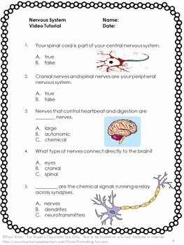 Nervous System Worksheet High School New Nervous System Free Here is A Free Nervous System