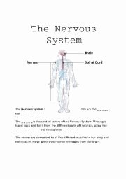 Nervous System Worksheet High School Unique English Teaching Worksheets Nervous System