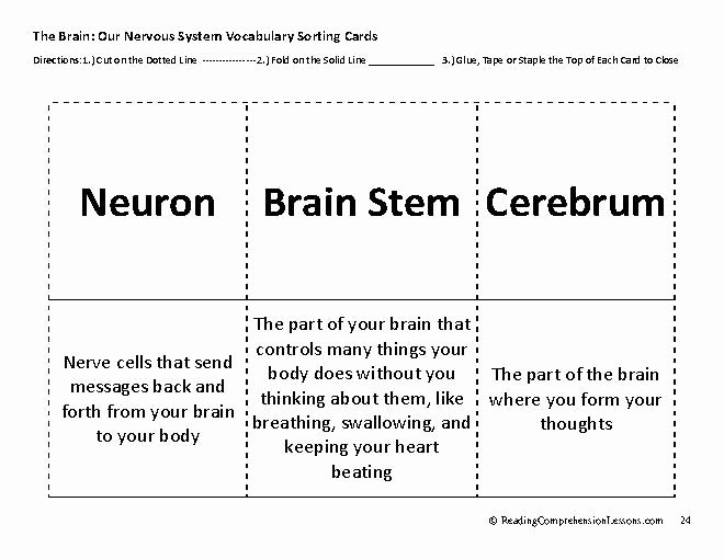 Nervous System Worksheet High School Unique Worksheets Nervous System for Grade 5 Kids