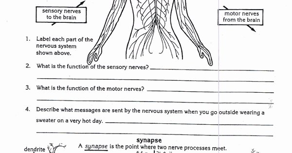 Nervous System Worksheet High School Unique Worksheets Nervous System for Grade 5 Kids
